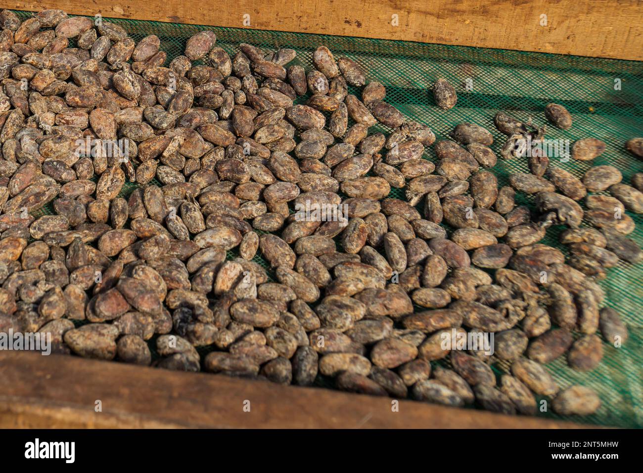 organic cocoa beans, or cacao beans, are dried after fermentation Stock