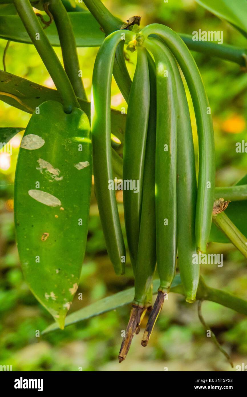 green vanilla beans or seed pods from the vanilla orchid Stock Photo