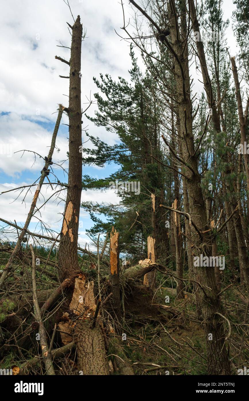 Pine plantation forest in the central plateau with extensive destruction after Cyclone Gabrielle Stock Photo