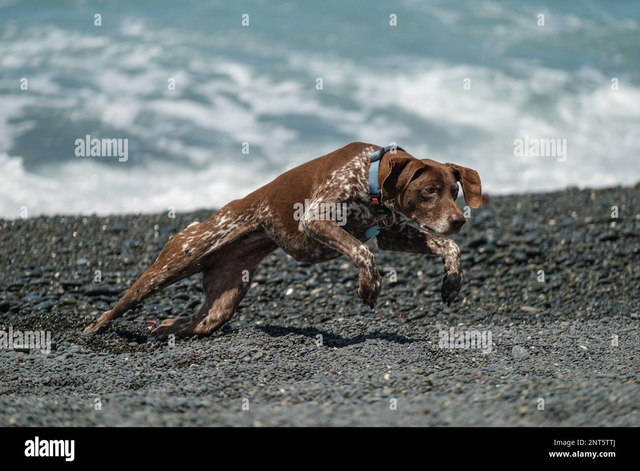 German Short Haired Pointer on a stony beach pouncing Stock Photo