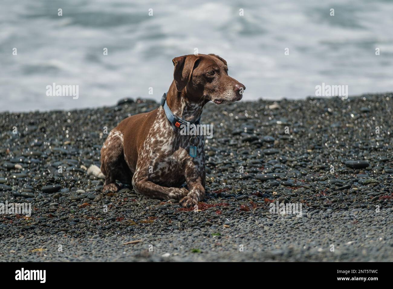 German Short Haired Pointer waits on a stony beach alert Stock Photo