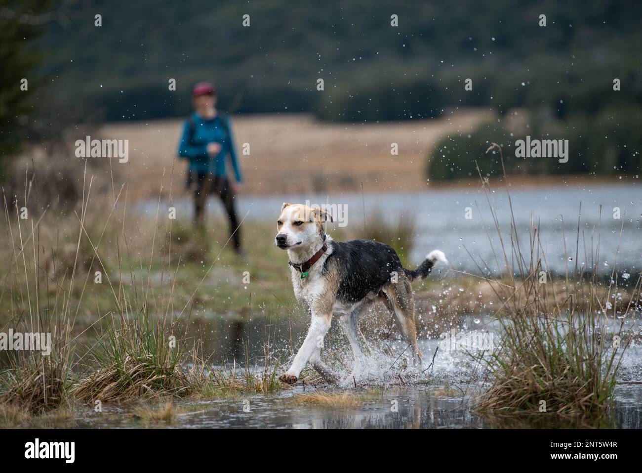 A New Zealand Huntaway sheep dog splashes through the edge of a lake Stock Photo