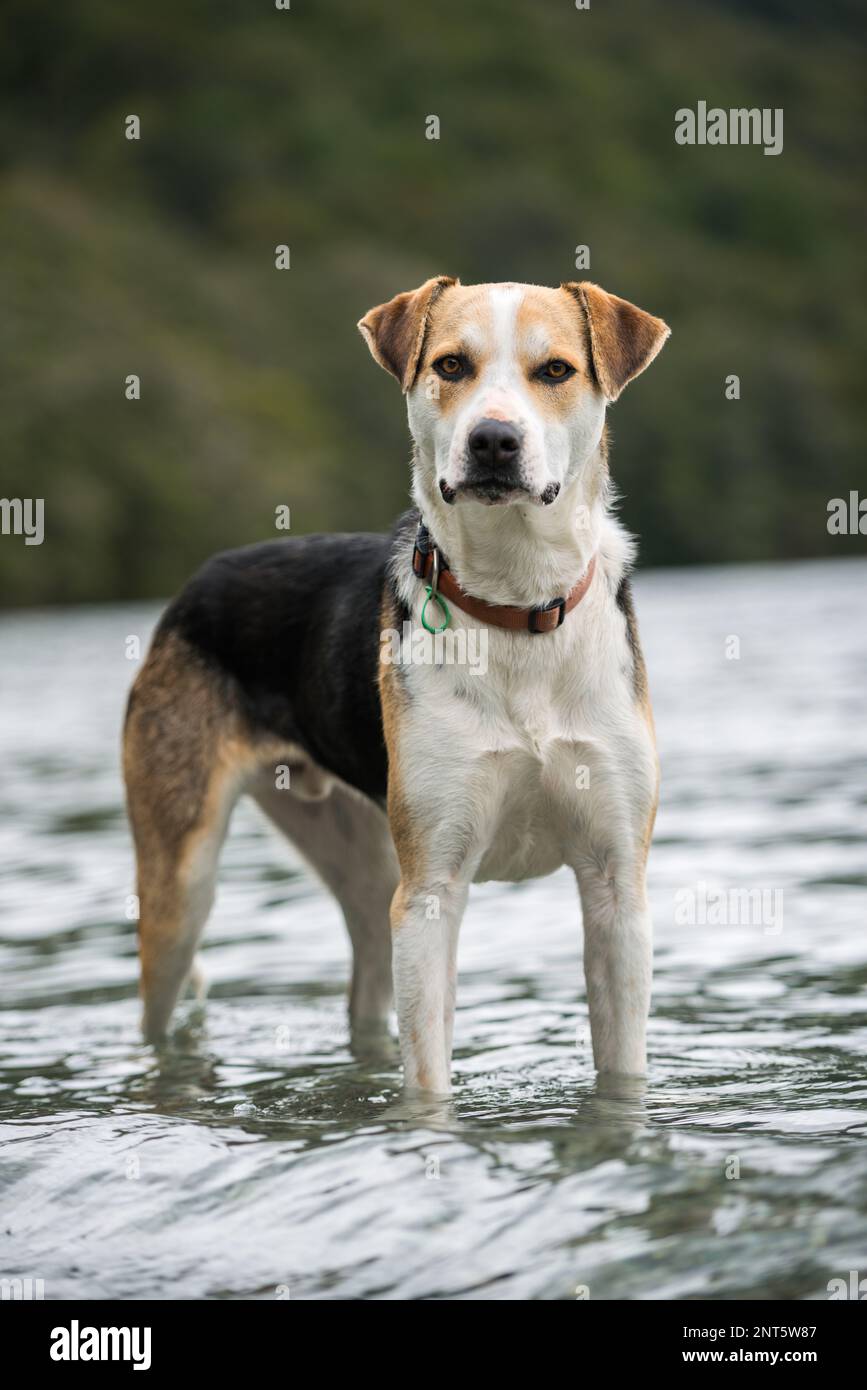 A New Zealand Huntaway dog poses for a portrait standing in a lake Stock Photo