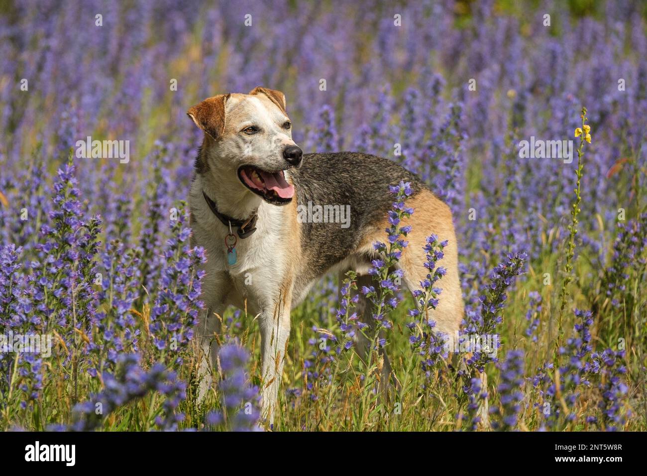 A New Zealand Huntaway sheep dog stands in a wild flower meadow Stock Photo