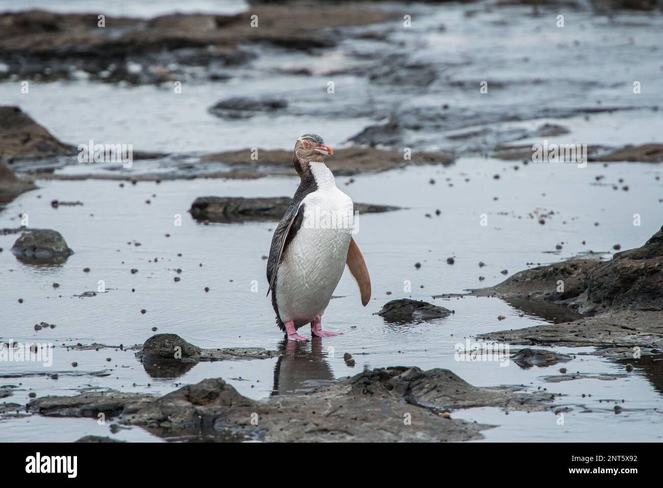 The endangered Yellow Eyed penguin crossing rock pools after emerging