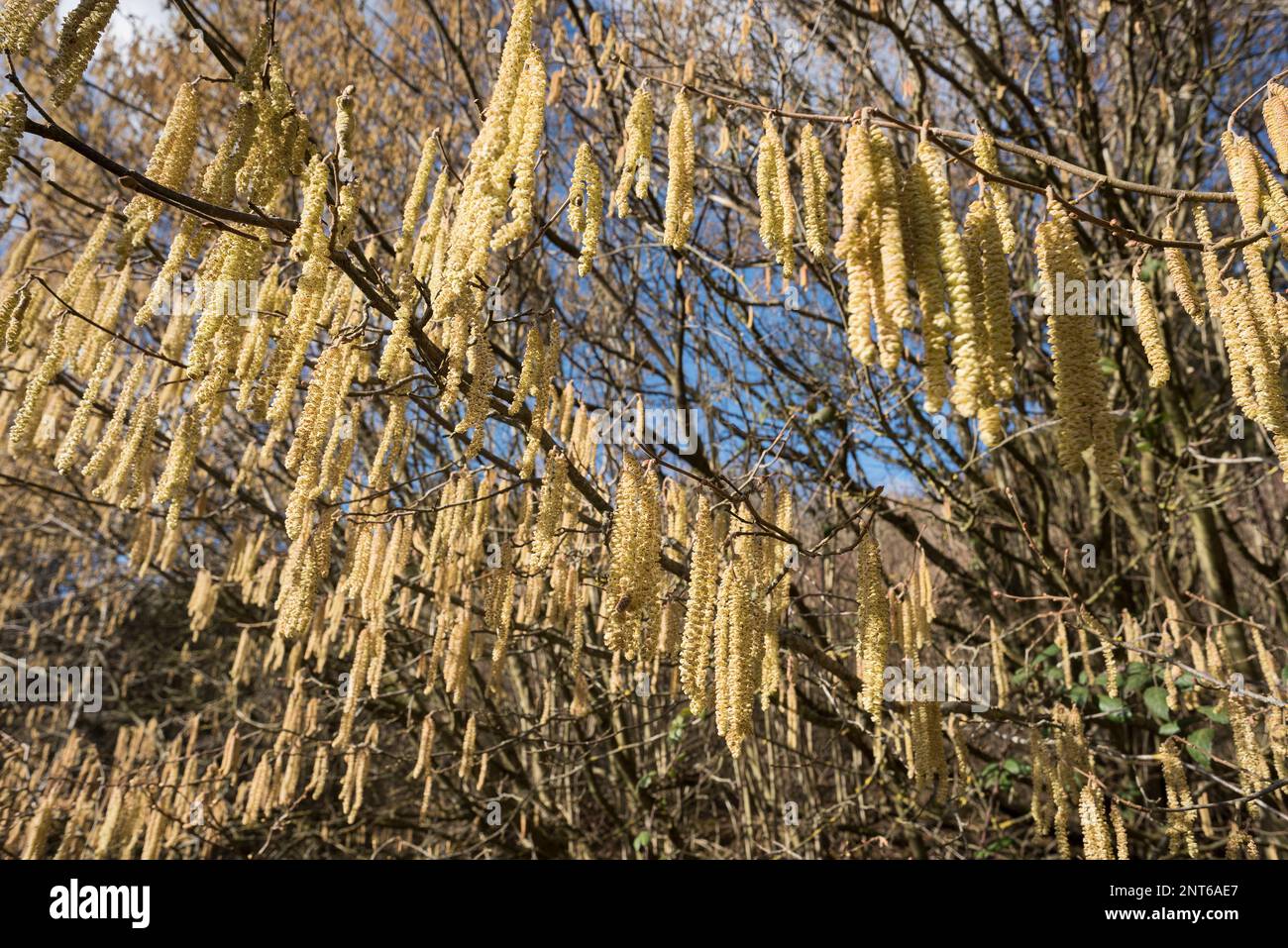Catkins on hazelnut tree hires stock photography and images Alamy