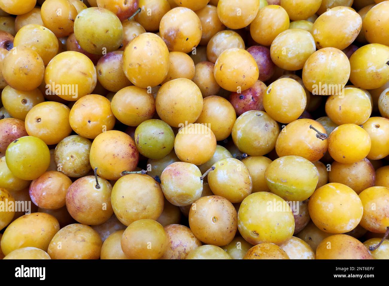 Stack of Mirabelle plums (Prunus domestica subsp. syriaca) on a merchant's stall. Stock Photo