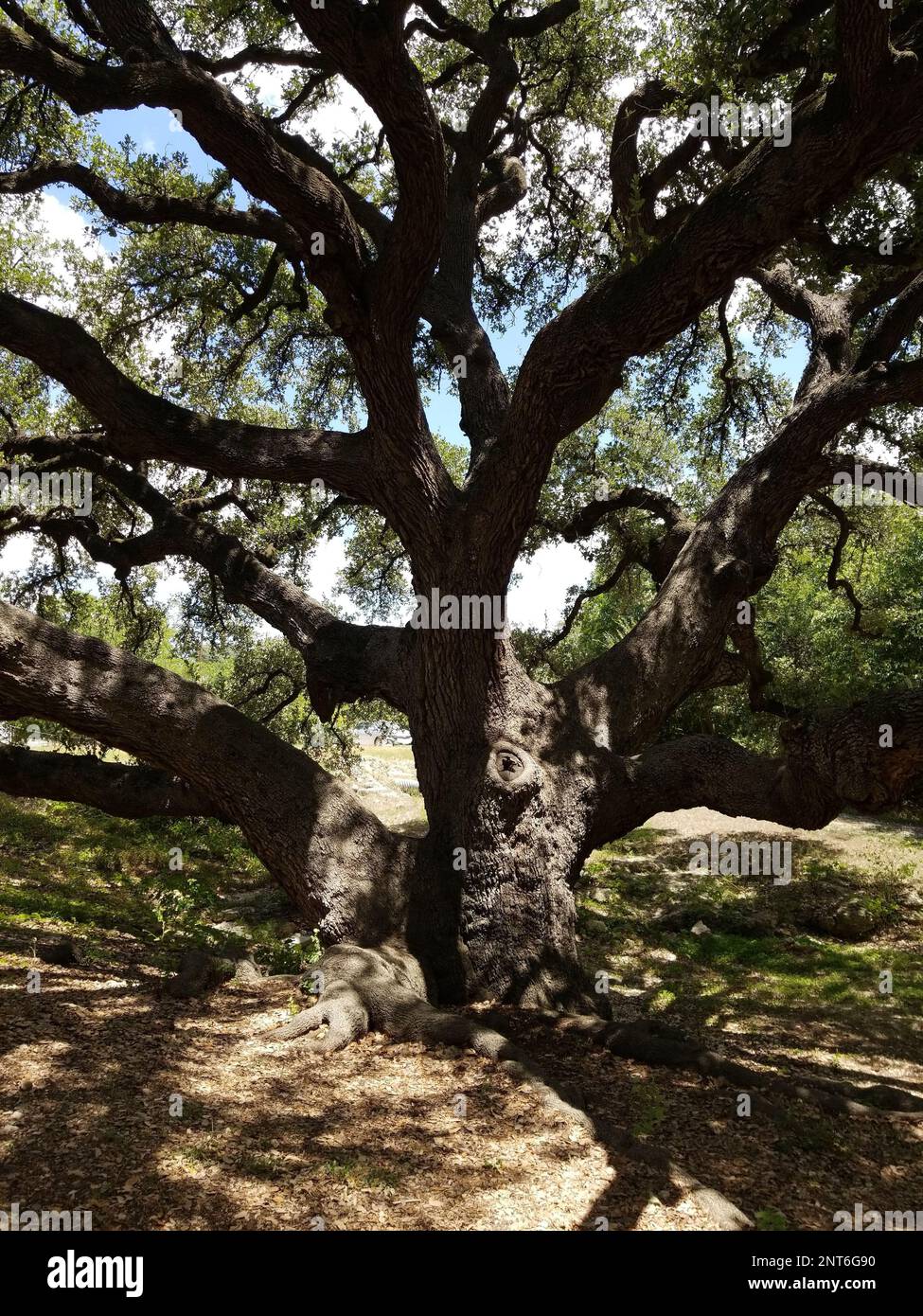 Ancient old growth oak tree in Texas Stock Photo Alamy