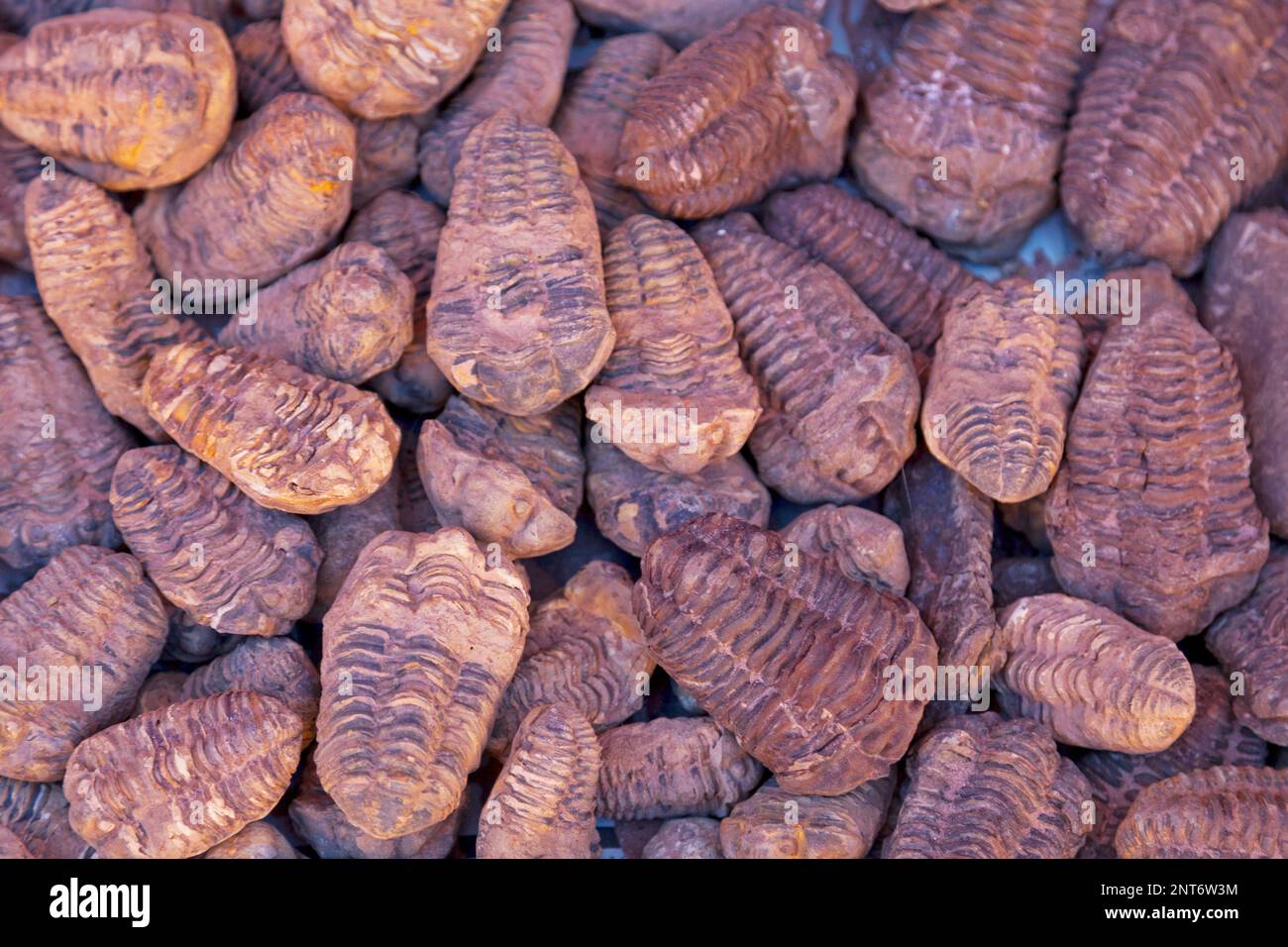 Stack of fossils for sale in the souk of Aït Benhaddou, Morocco Stock