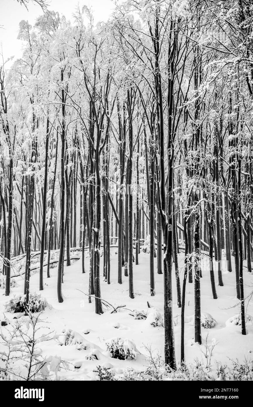 Sense growth of young deciduous trees covered in snow during winter. Black and white photography