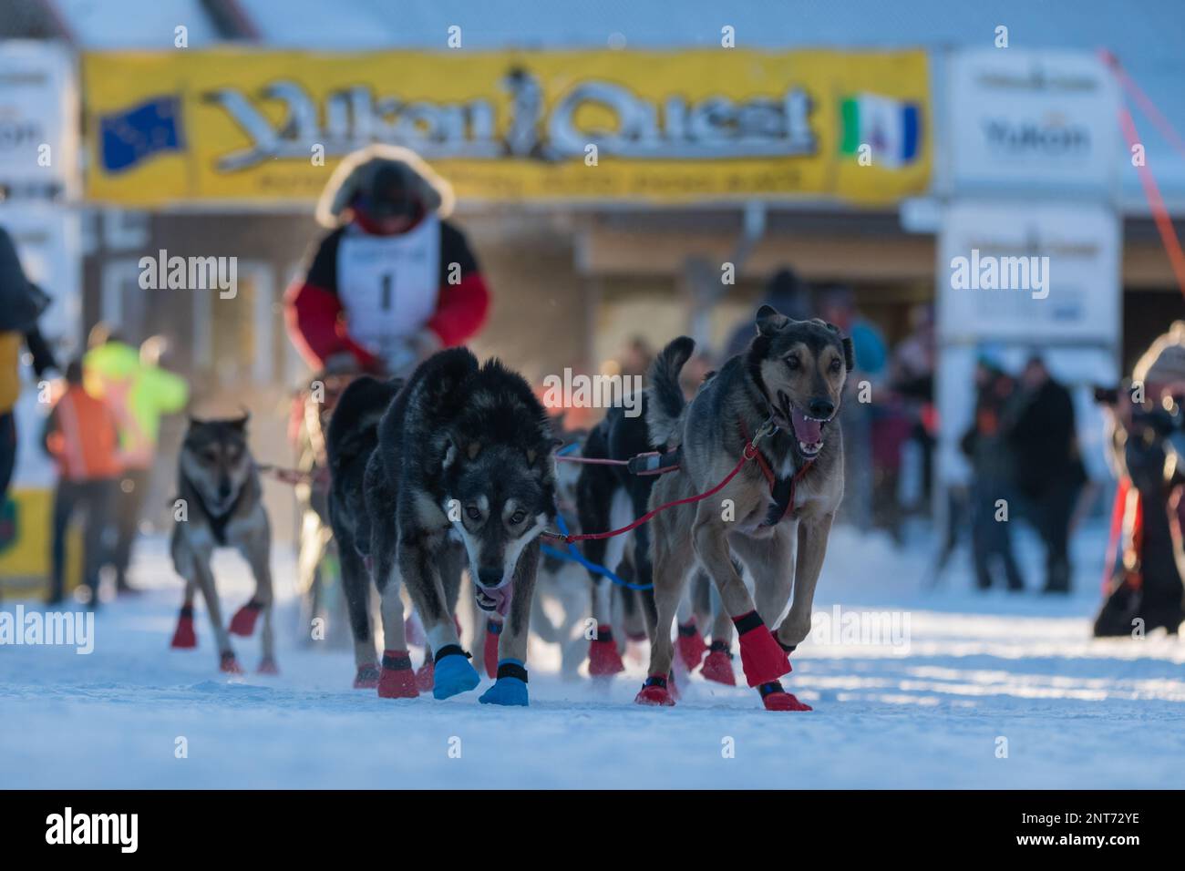 Whitehorse, Yukon Territory, Canada - February 11th 2023: YUKON QUEST ...