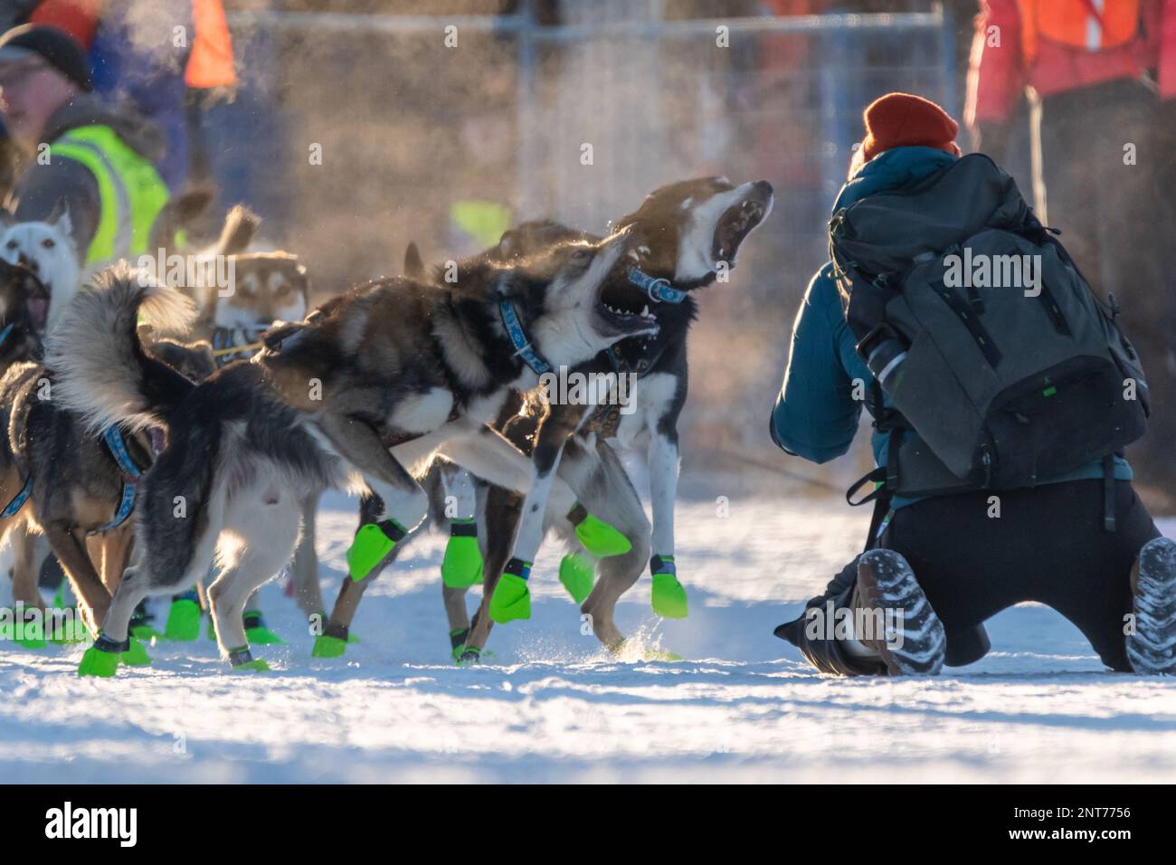 Whitehorse, Yukon Territory, Canada - February 11th 2023: YUKON QUEST Professional Dog Sledding Mushing Race from Canada to Alaska during winter seaso Stock Photo