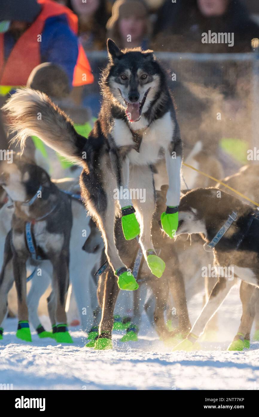 Whitehorse, Yukon Territory, Canada February 11th 2023 YUKON QUEST