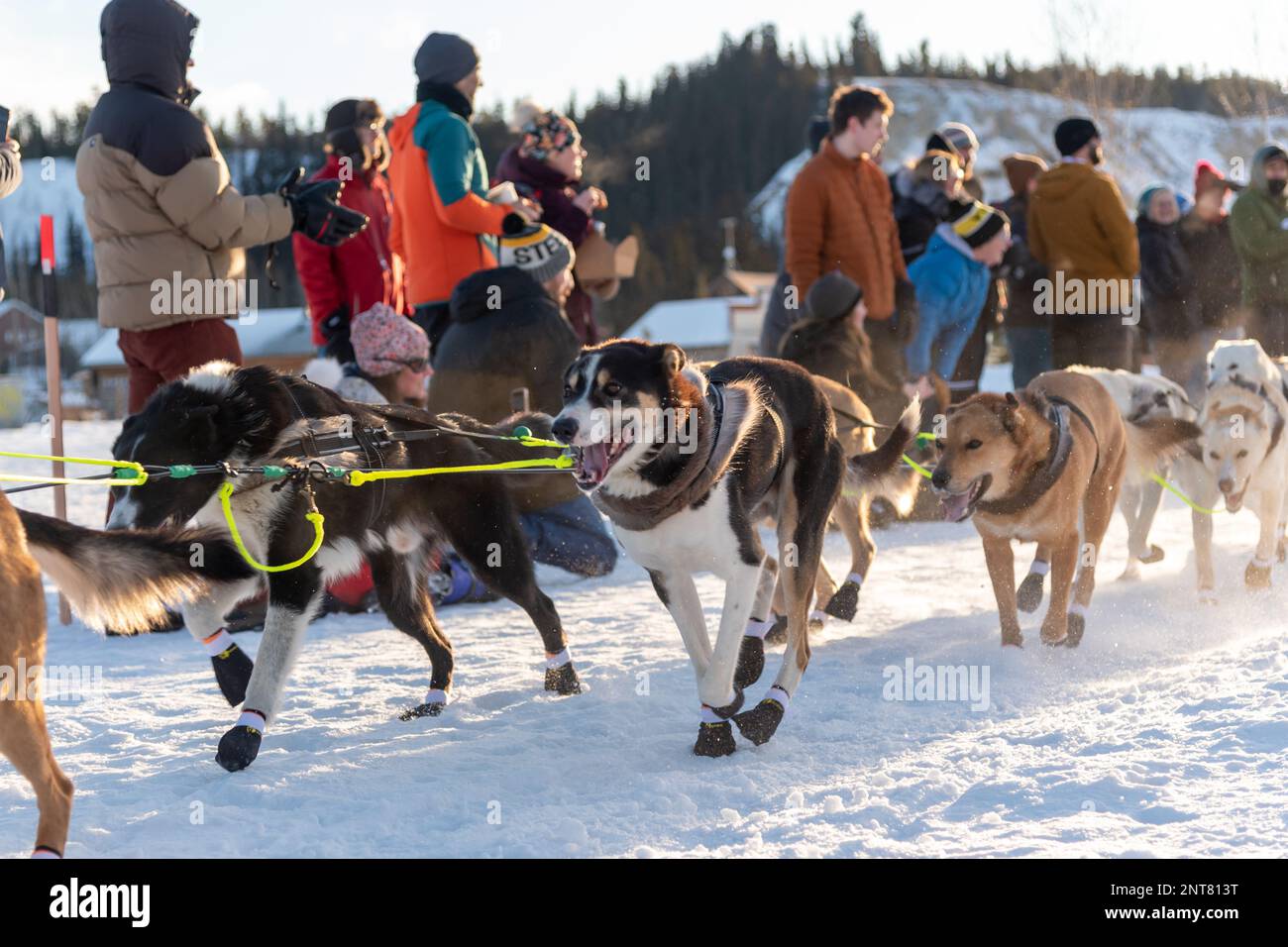 Whitehorse, Yukon Territory, Canada February 11th 2023 YUKON QUEST