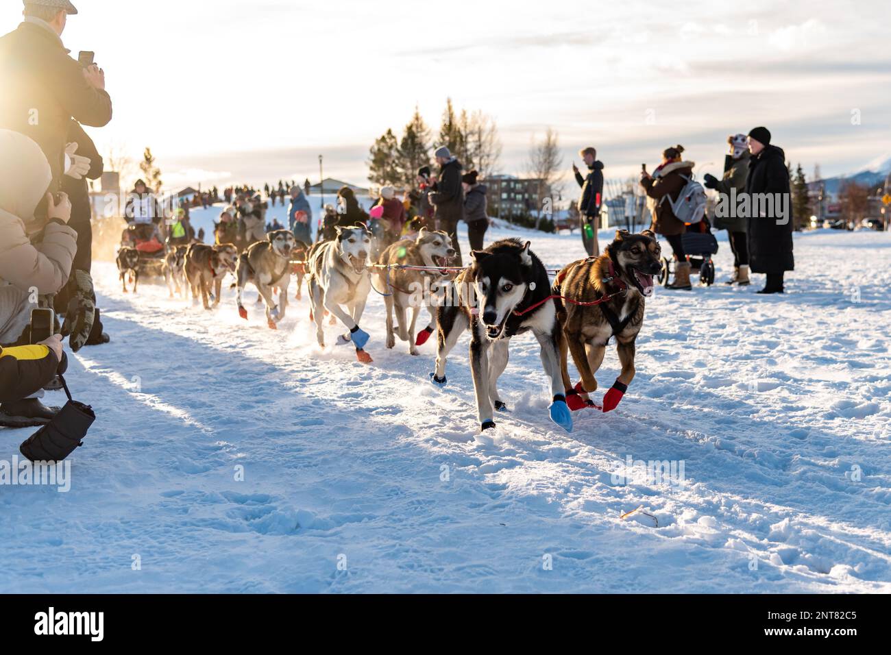 Whitehorse, Yukon Territory, Canada - February 11th 2023: YUKON QUEST ...