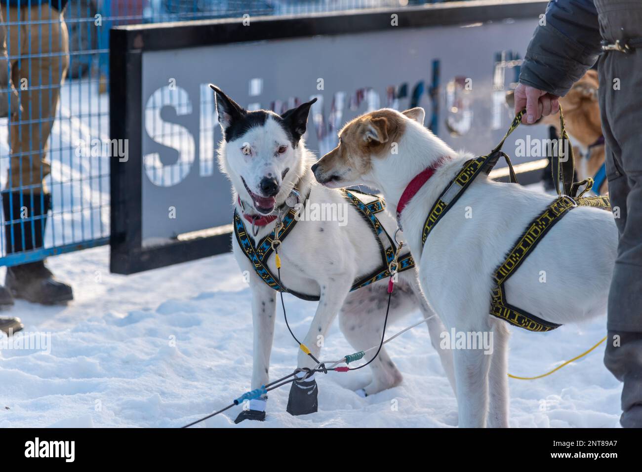 Whitehorse, Yukon Territory, Canada February 11th 2023 YUKON QUEST