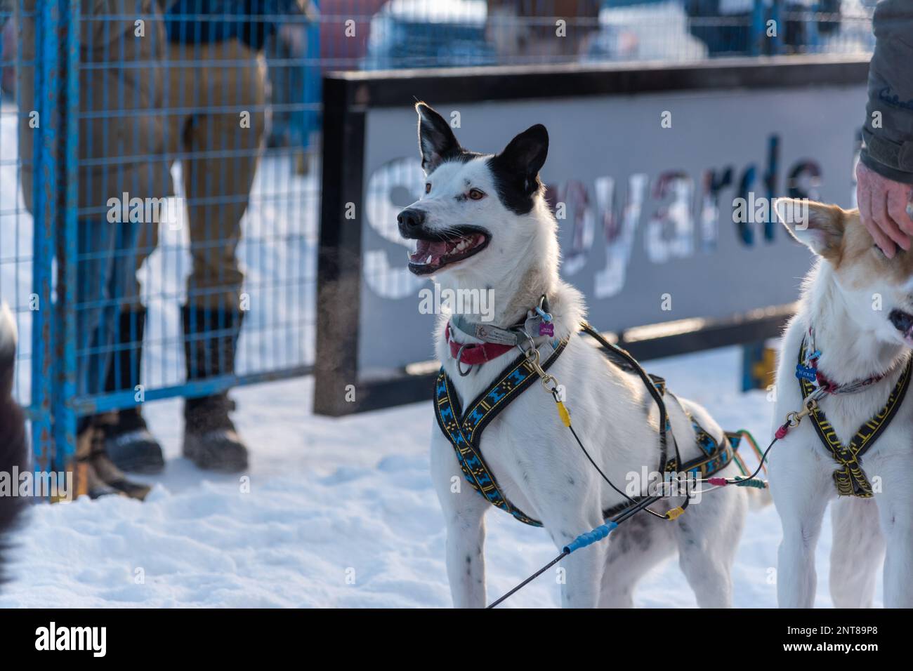 Whitehorse, Yukon Territory, Canada February 11th 2023 YUKON QUEST