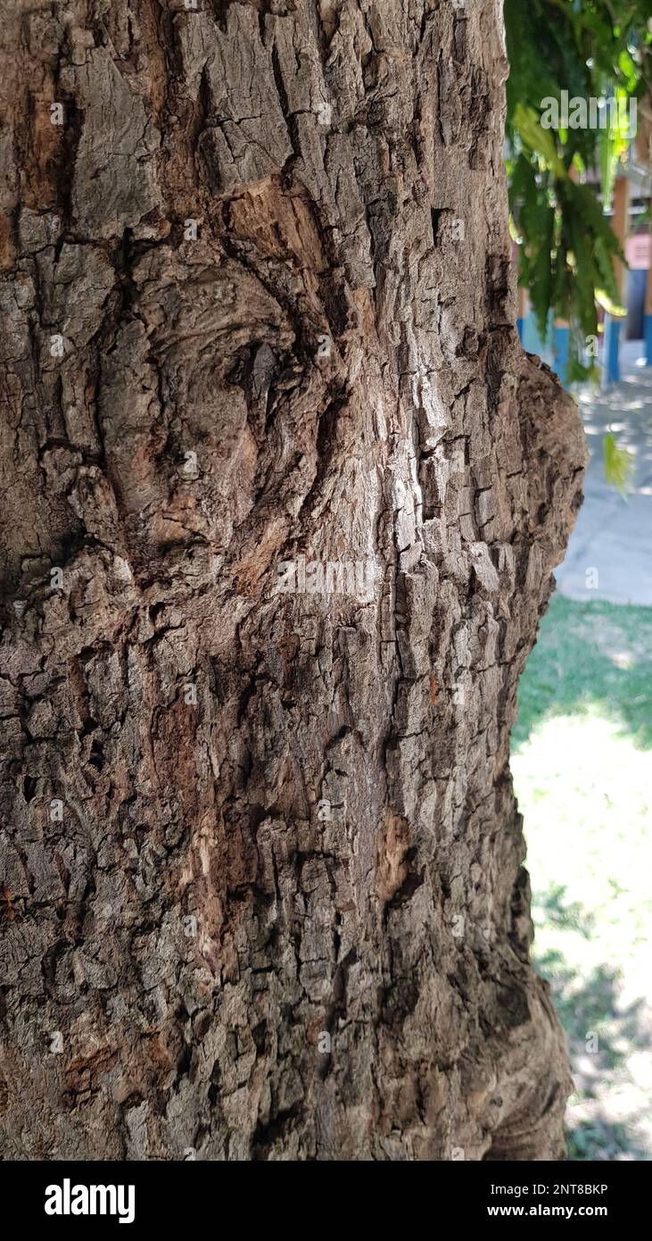 A close-up shot of the bark of a tree. Stock Photo