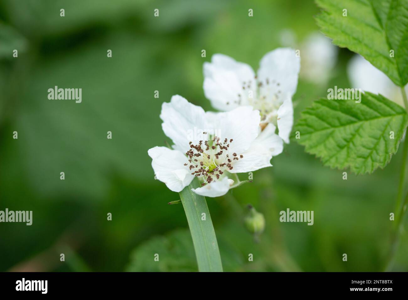 Wildflower Spring Roses Wild Rose in a Lush Garden in Spring Stock Photo - Alamy