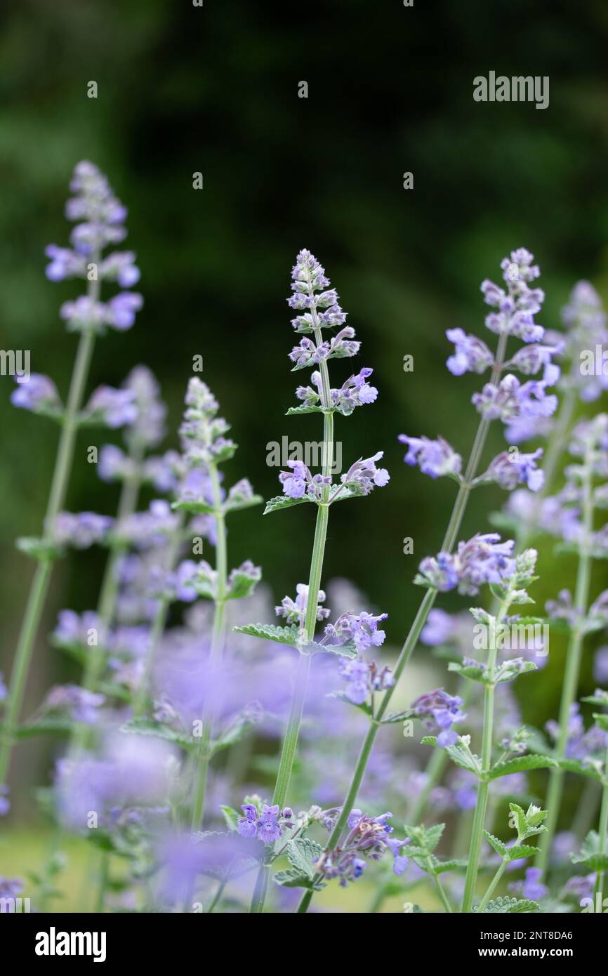 Lavender Flowers in Spring Stock Photo Alamy