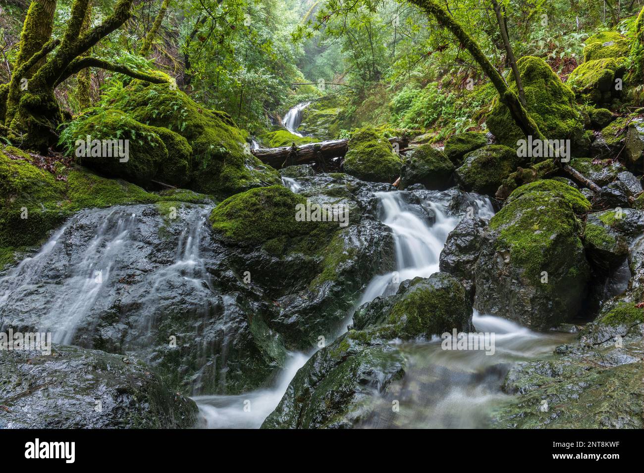 Cascade waterfalls at Cataract Falls. Mount Tamalpais State Park, Marin