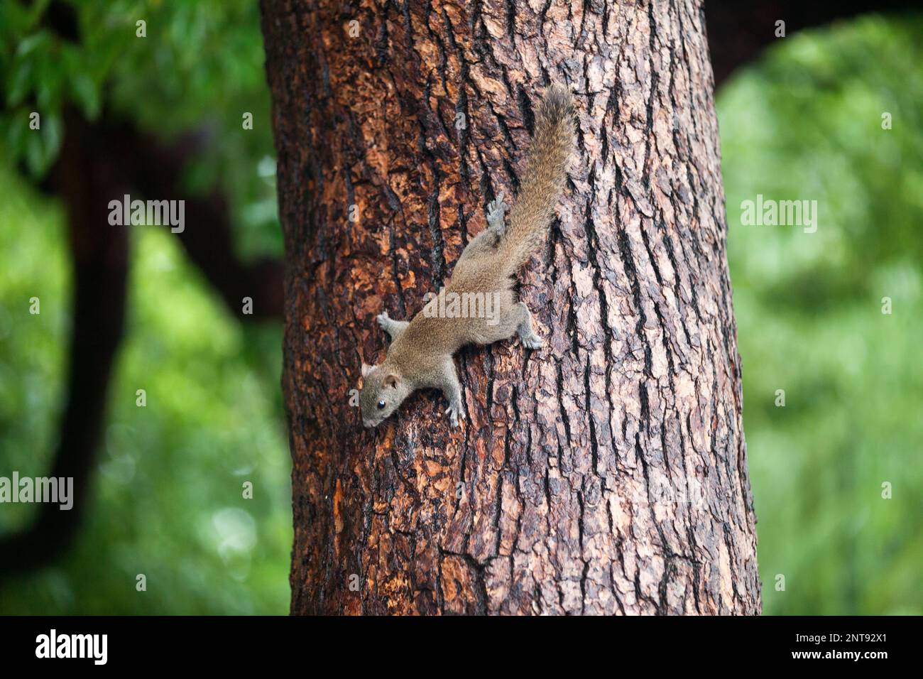 Close-up on a Grey squirrel climbing down a tree. Stock Photo