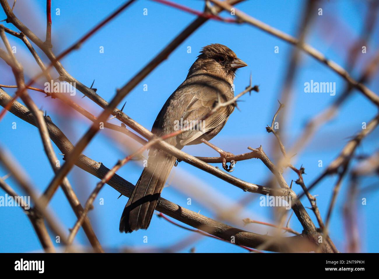 Albert's towhee or Melozone Aberti perching in a mesquite tree at the Riparian water ranch in Arizona. Stock Photo