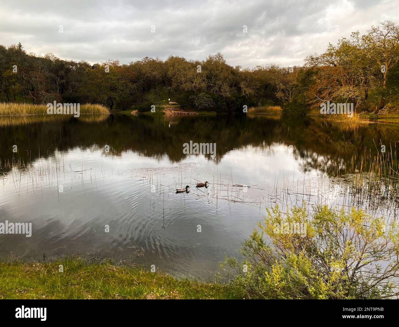A pond at Foothill Regional Park in Windsor, California Stock Photo