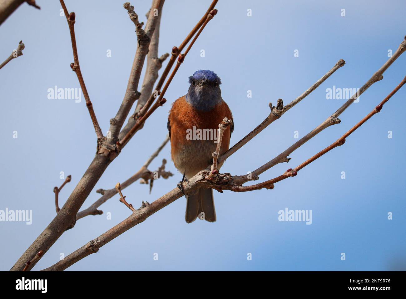 Male Western bluebird or Sialia Mexicana perching in a tree at Green