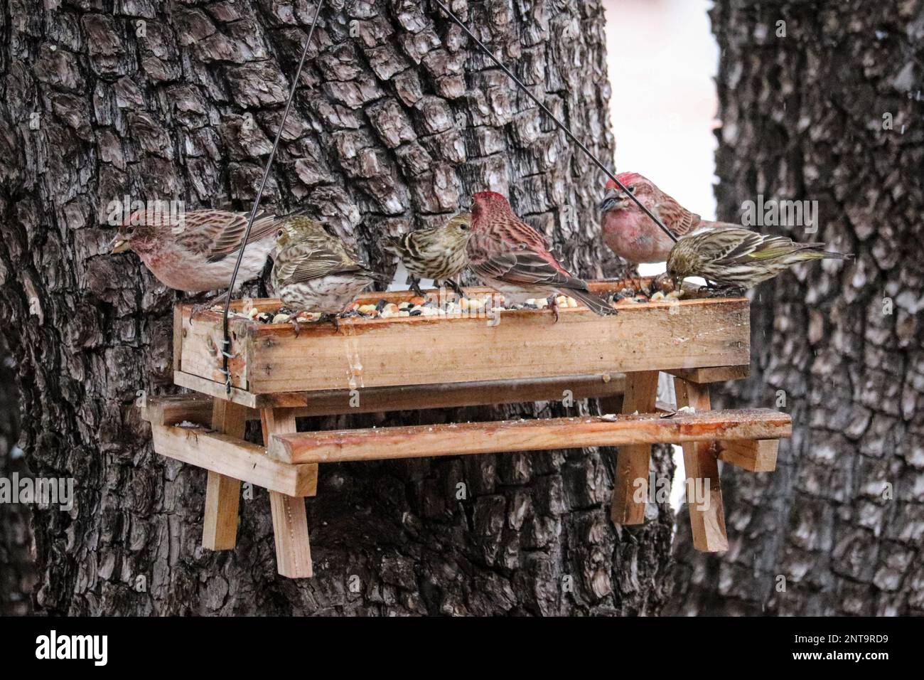 Flock of Cassin's finches and pine siskins feeding from a bird feeder in a yard in Payson, Arizona. Stock Photo