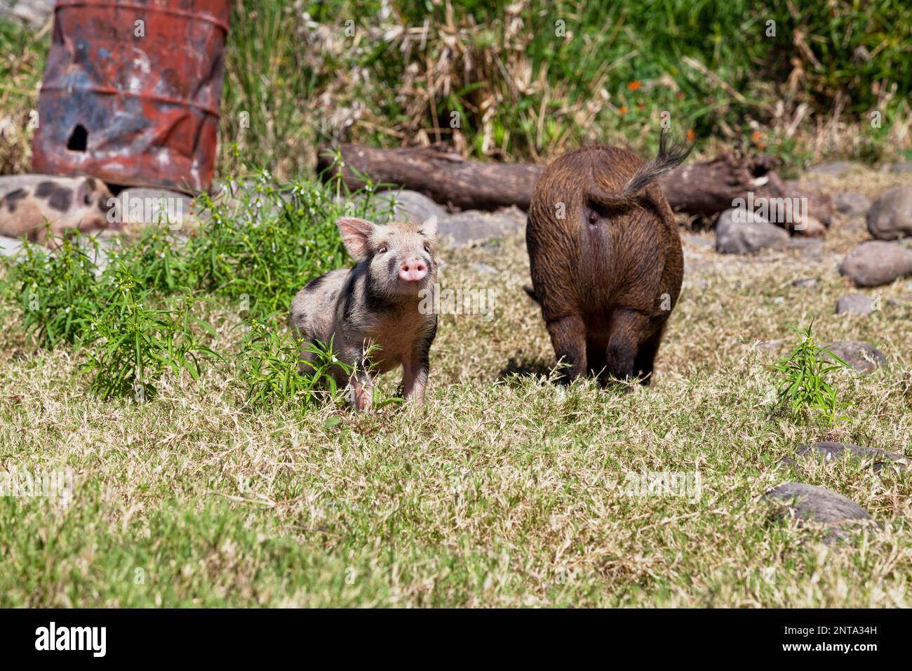 A brown pig and its two piglets raised outdoors in the slum in Saint