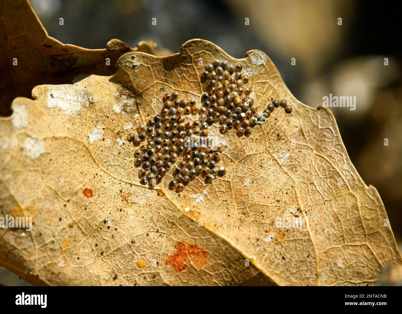 The worm eggs Stock Photo Alamy