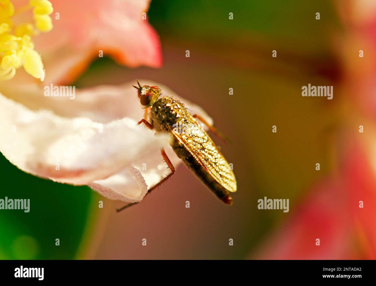 Fly insects, the stolen fly Stock Photo - Alamy