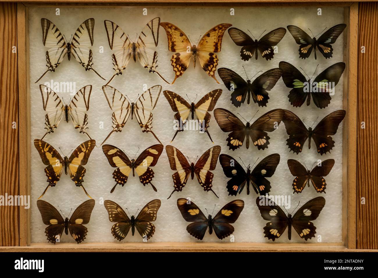 Display case with collection of beautiful exotic butterflies Stock