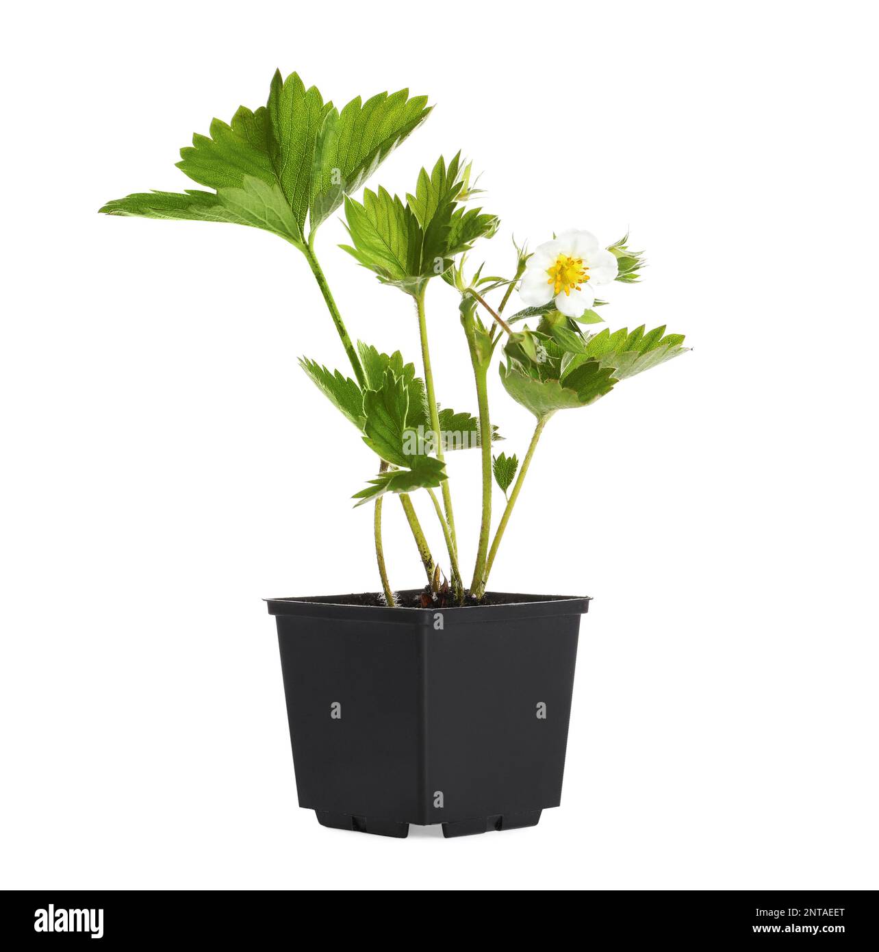 Potted strawberry seedling with leaves and flower isolated on white