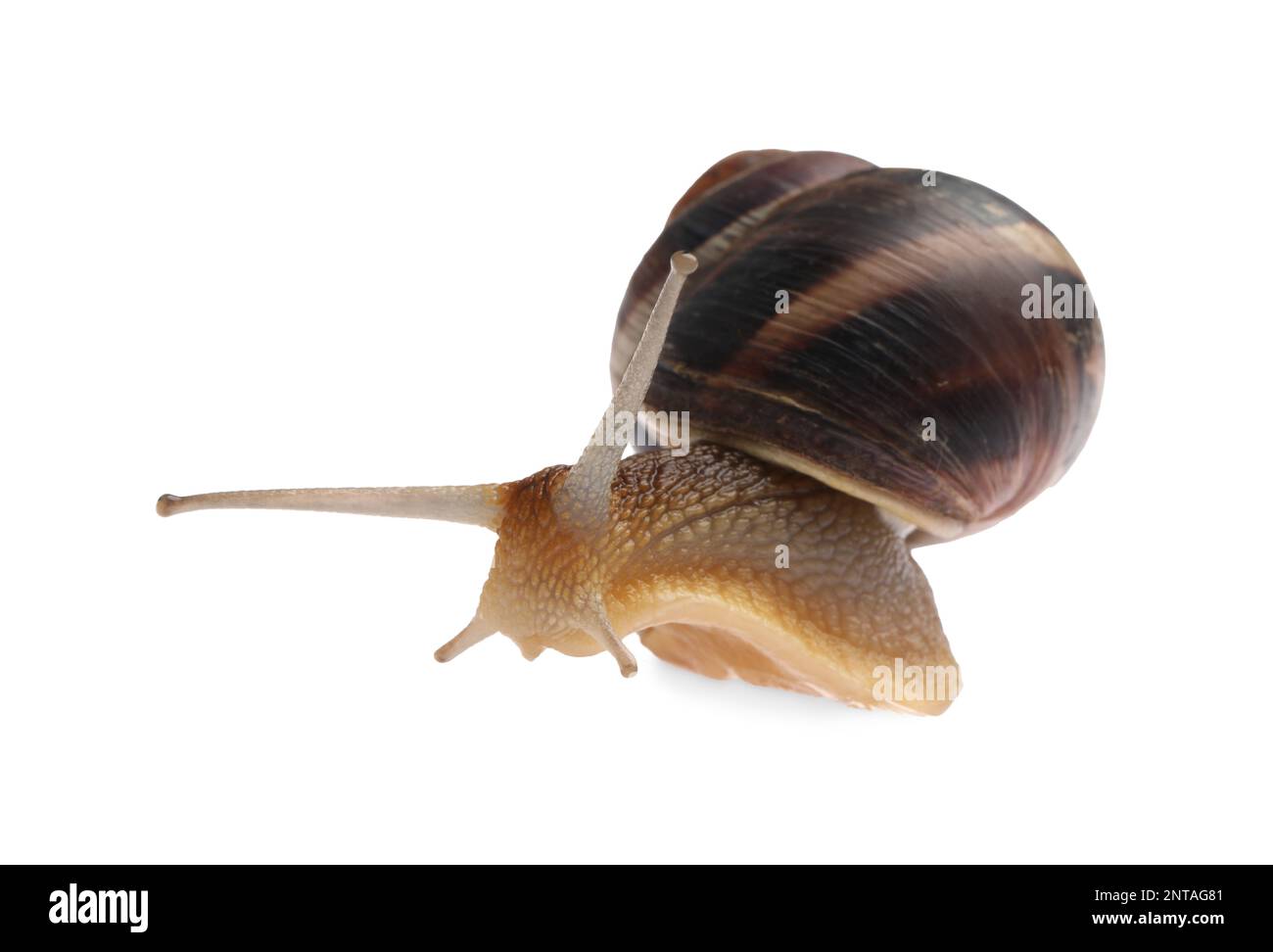 Common garden snail crawling on white background Stock Photo - Alamy