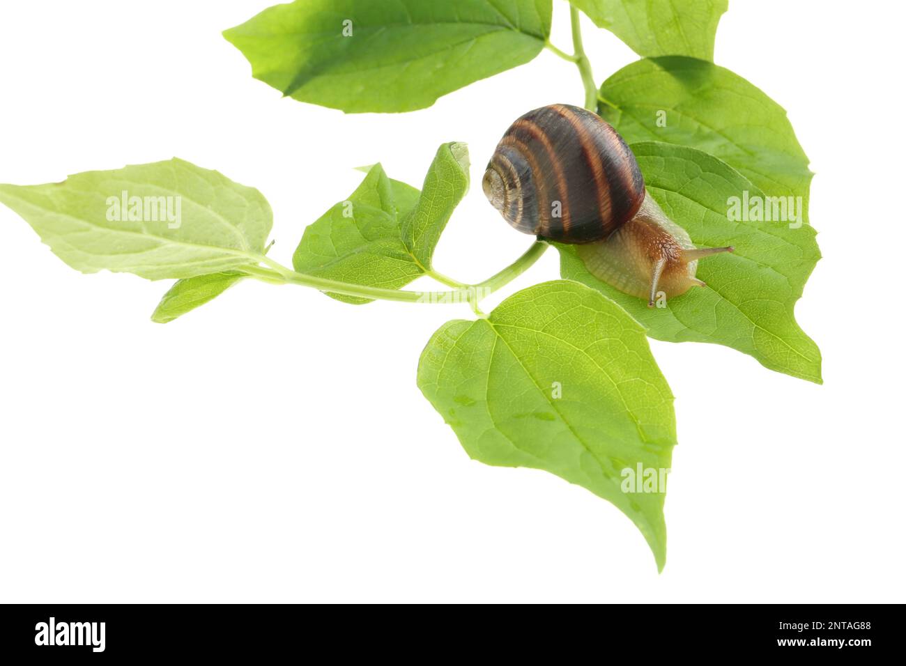 Common garden snail crawling on green leaves against white background ...