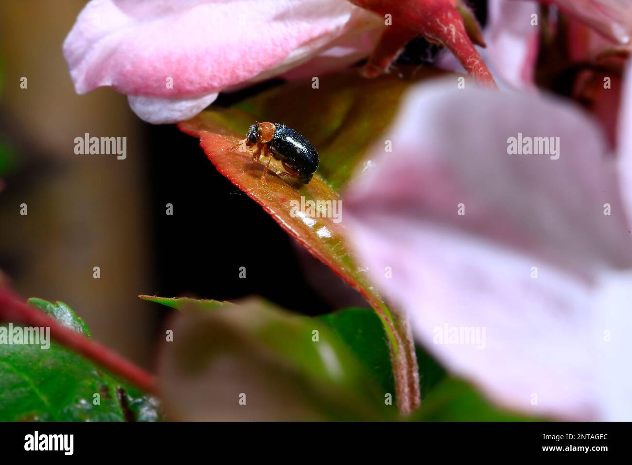 Sheet beetles hi-res stock photography and images - Alamy