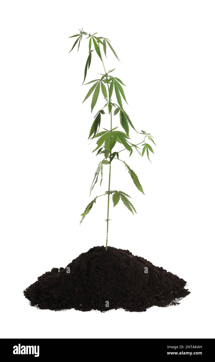 Lush green hemp plant in soil on white background Stock Photo Alamy
