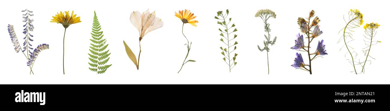 Set with beautiful dried meadow flowers on white background. Banner design Stock Photo