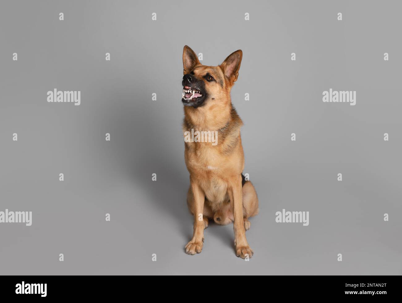Aggressive German Shepherd dog on grey background Stock Photo Alamy