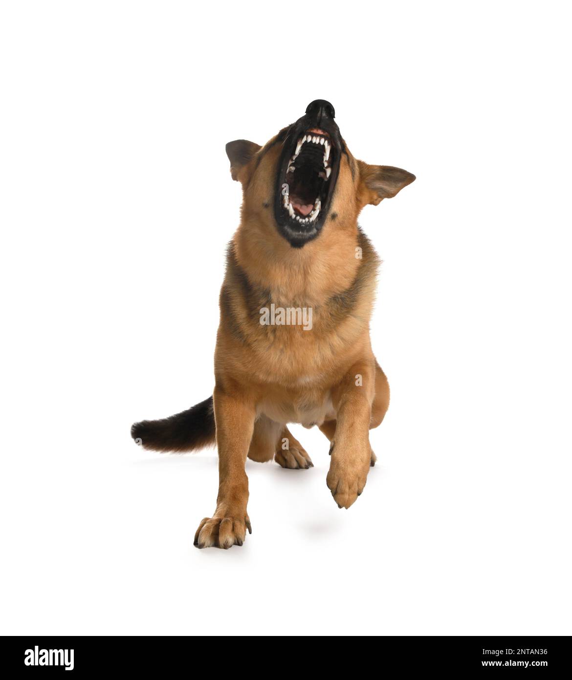 Aggressive German Shepherd dog on light background Stock Photo Alamy