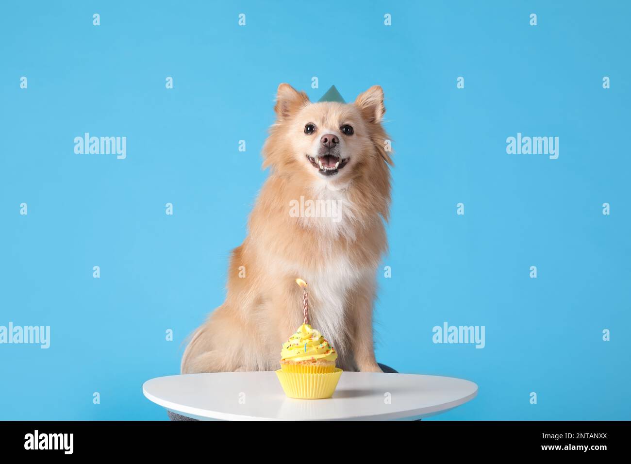 Cute dog wearing party hat at table with delicious birthday cupcake on