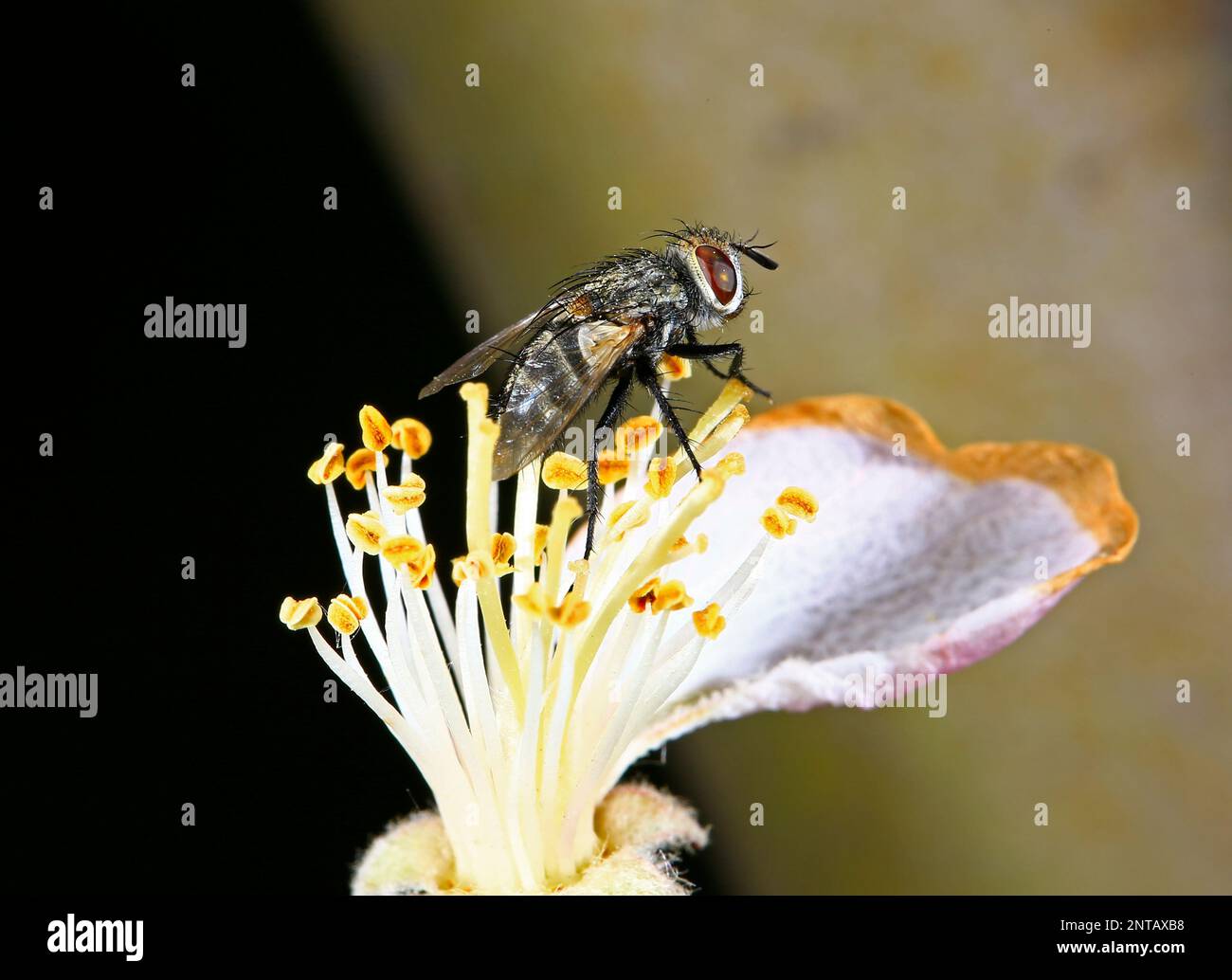 Sheet beetles hi-res stock photography and images - Alamy