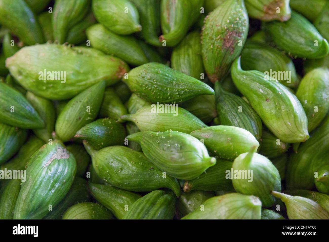 Close-up on a stack of stuffing cucumbers (Cyclanthera pedata) for sale on a market stall. Stock Photo