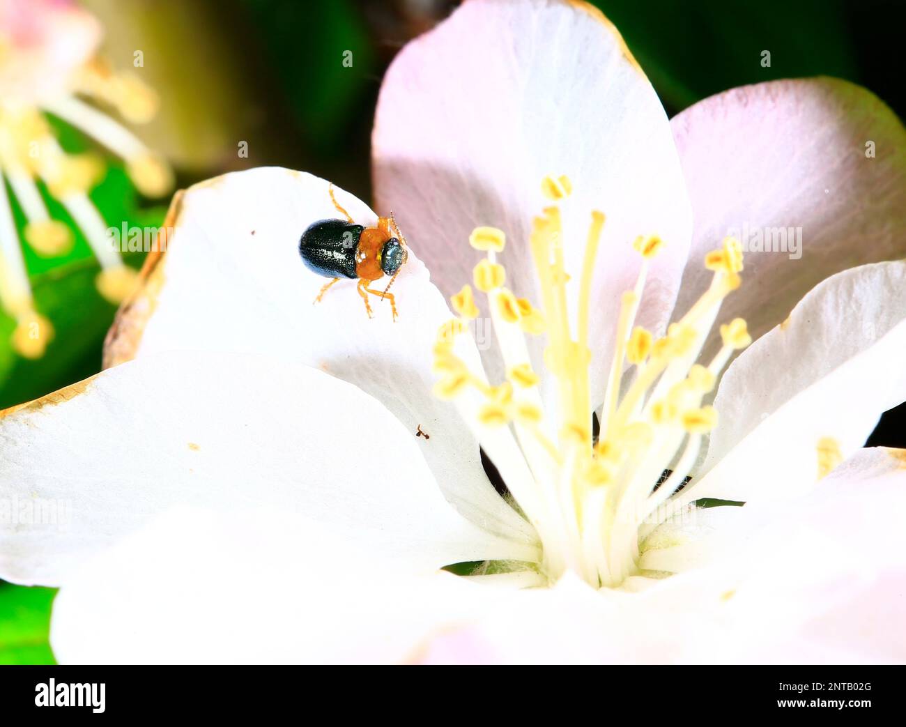 Sheet beetles hi-res stock photography and images - Alamy