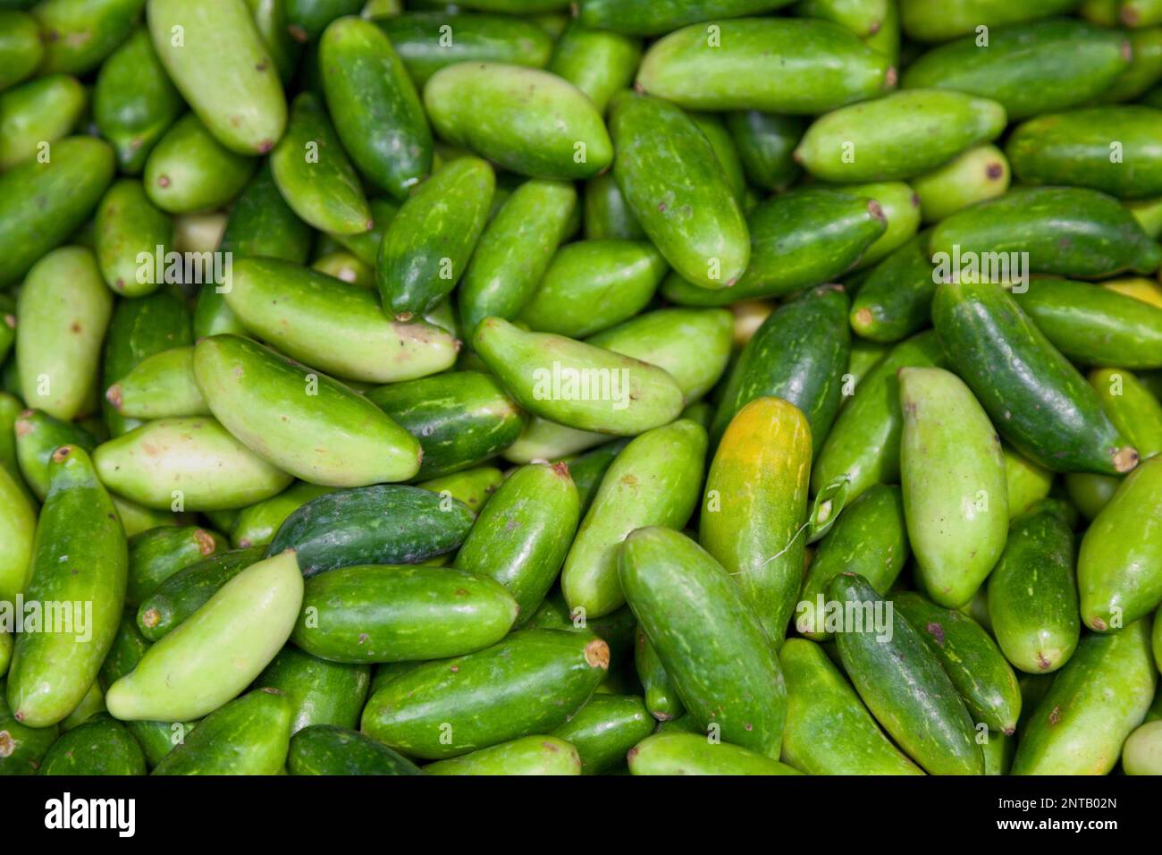 Close-up on a stack of Indian Tendli for sale on a market stall. Stock Photo