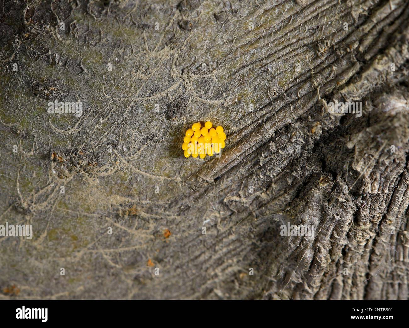 The worm eggs Stock Photo Alamy