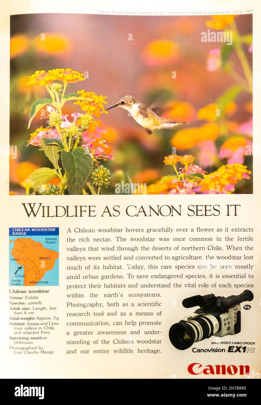 Canon EX1 8 mm videocamera advert in a NatGeo magazine, December 1992 Stock Photo