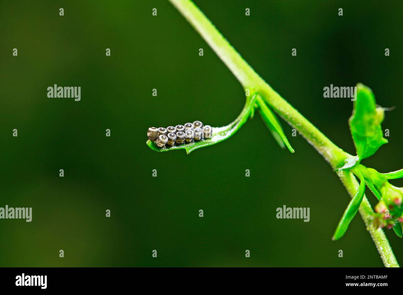 The worm eggs Stock Photo - Alamy